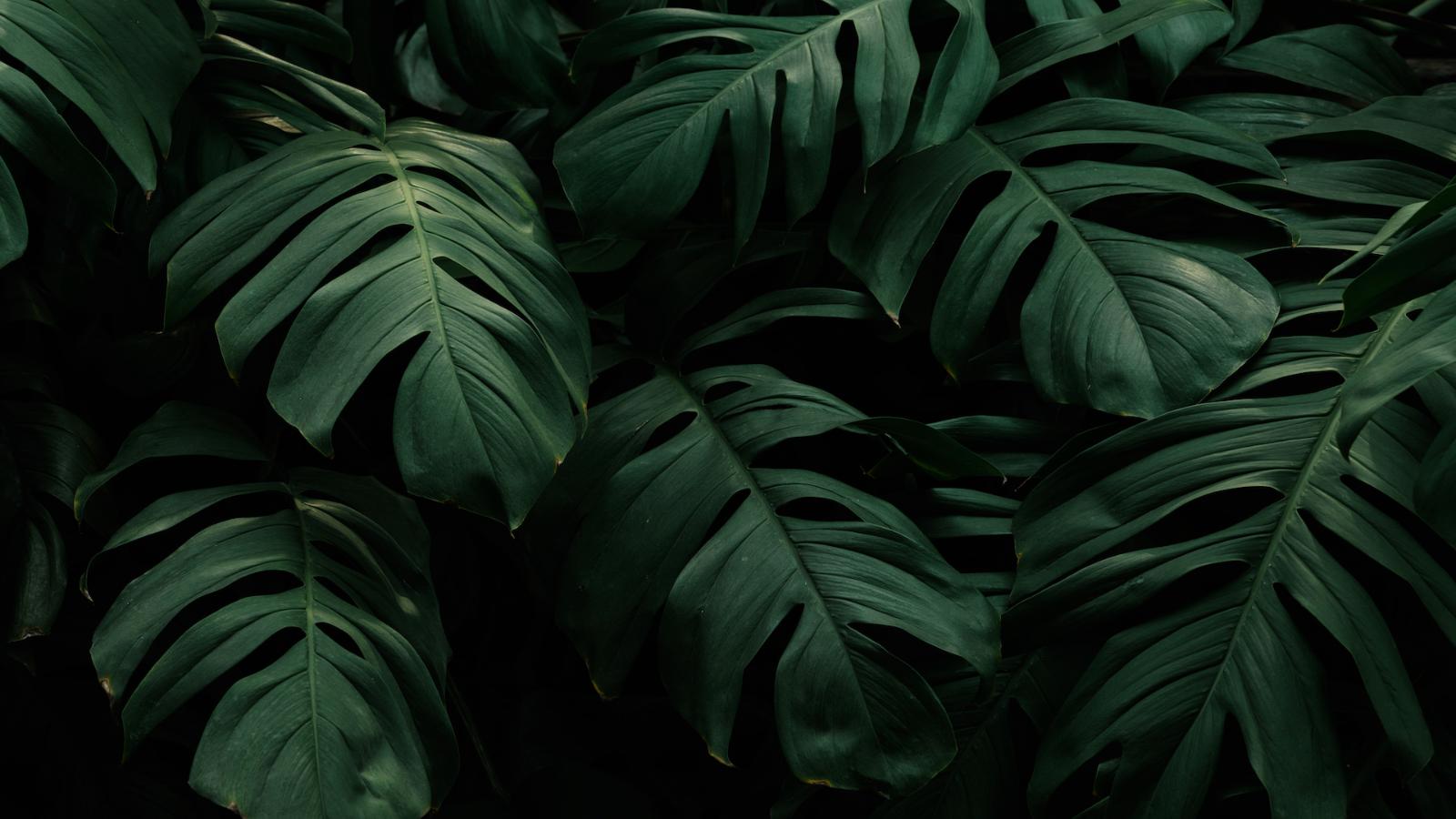 unnamed image